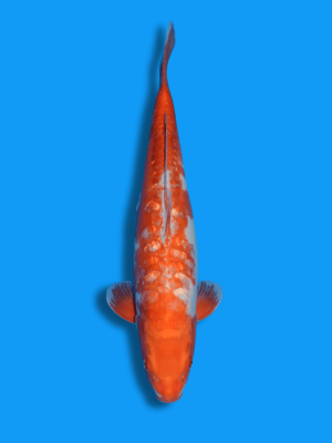 Big Scale Ginrin Benigoi | Koi&Co.